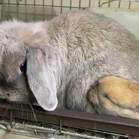 ぎゅうぎゅうの画像