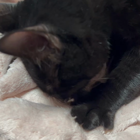 まだまだ…の画像