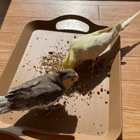 オカメごはん！の画像