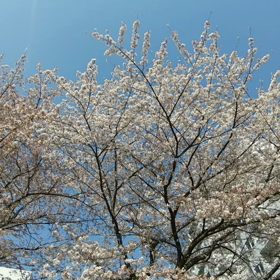 一緒に沢山の画像