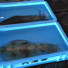 豊浜夕市の様子！鯛祭り！の画像