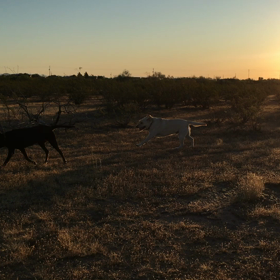 住民からの頂き物の画像