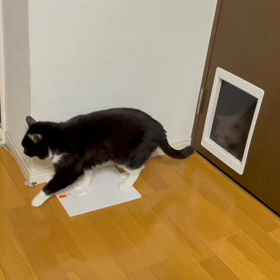 だいちゃん♂の遊びに付き合うクロちゃん♀の画像