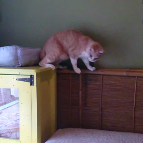 届かニャい～の画像