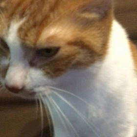 猫小説〜邪魔じゃないよ〜の画像