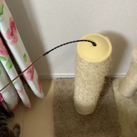 馴れたかニャ～の画像