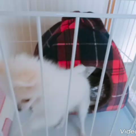 出してよぉ～❗の画像