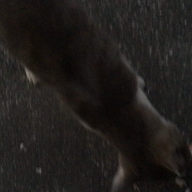 〝F〟の旋律(戦慄)…オマケに猫の画像