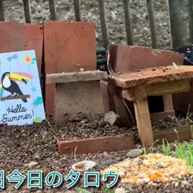 今日の小庭。ハトヤマタロウの日記(一部動画の訂正)の画像