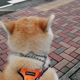 はっきりしない曇天、何とか☔無し。未来丸は久しぶりに飼い主全集中散歩で良いペースで朝散歩終了‼️の画像