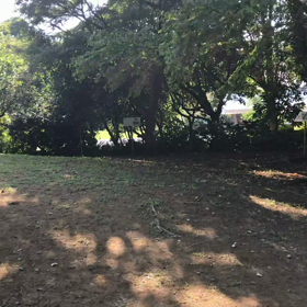 ニュートンの林檎の木が生えてますの画像