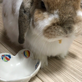 麺類の好みの画像