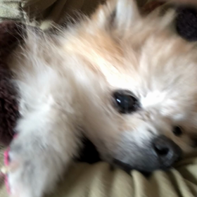 覚悟しなくちゃかなの画像