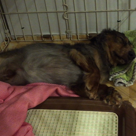 きょうのわんこの画像