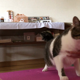 昨年のカブちゃん！メルペイ後払い。保護猫デールの新しい訓練動画の画像