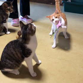 大はしゃぎの画像