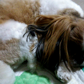 安眠妨害の画像