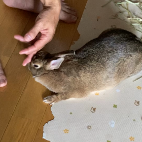 フニちゃんのヘッドマッサージの画像