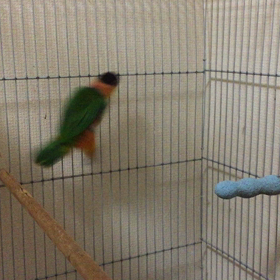 ズグロシロハラインコの画像