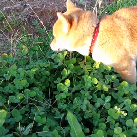 三つ葉を食べるはなちゃんの画像