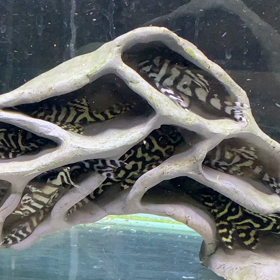 明日入荷‼️shelta  crafta‼️の画像