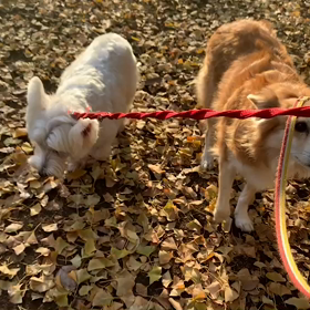 12月5日10わんこと1時間30分遠足　　代々木公園の画像