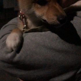 毎日エアお散歩♪の画像