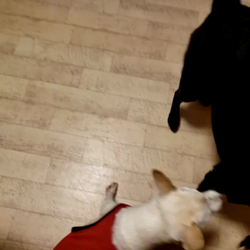 朝から大騒ぎの画像