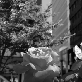 通い道の楽しみの画像