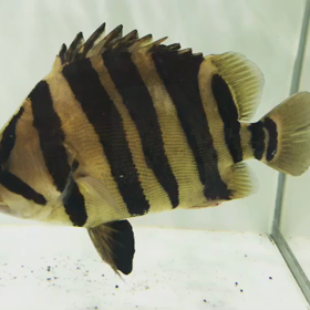 ダトニオ特集記事！！の画像