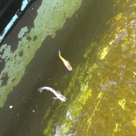 試しに…の画像