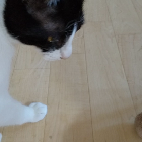 タマにタマがタマ遊びの画像