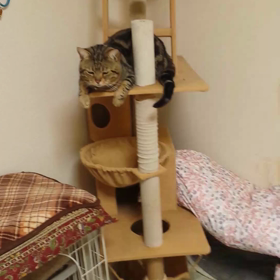 おいら、疲れてるんやで～！の画像