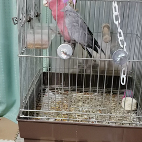 またか…撒きますの画像