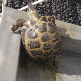 元気ですの画像