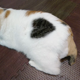 かわいい、しっぽ、、、の画像