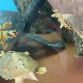 野毛動物園の画像