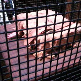 【怪物的な怪物の本】の画像