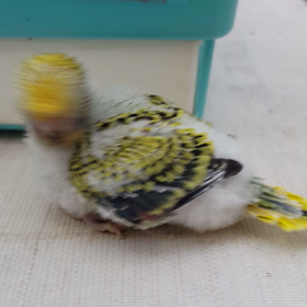 榮ちゃんの『セキセイインコ飼育日記』2019年5月7日の画像
