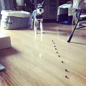 ブルーベリーハントの画像