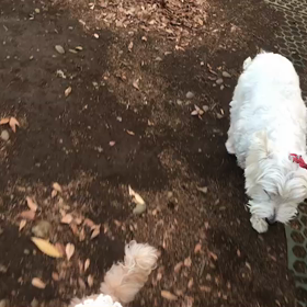 ♪お散歩動画♪代々木公園♪の画像