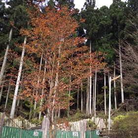 初雪➰‼の画像