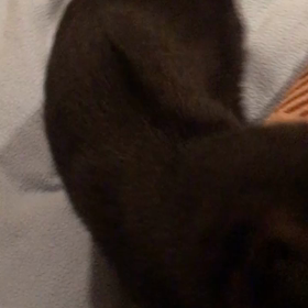 ノワールちゃん朝一手術の画像