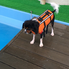 ■わんちゃんプールにて■の画像