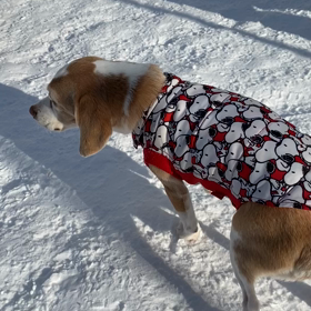 シニアは寒がりの画像