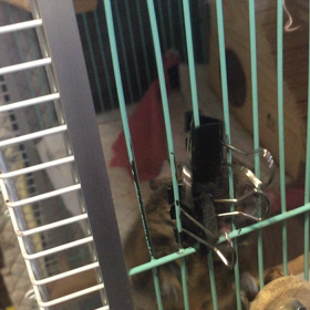 働き者なぐり君(ᵔᴥᵔ)の画像