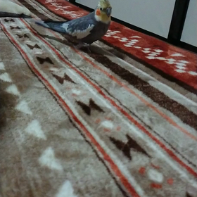 １メートルの画像