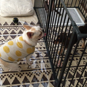 ついに、ワンコに対しても。の画像