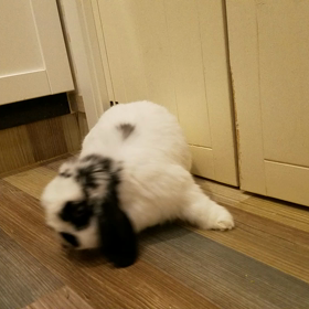 コテーン。の画像