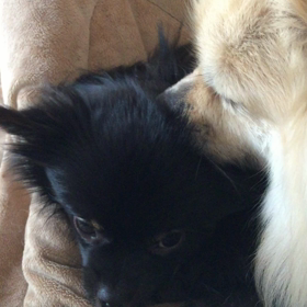 しつこい（笑）の画像